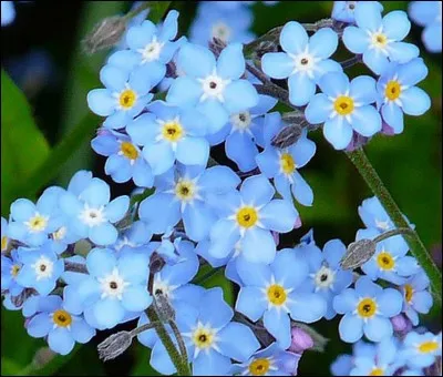 Un myosotis se traduit par :