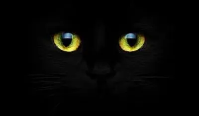 Les chats peuvent-t-ils voir dans le noir complet ?