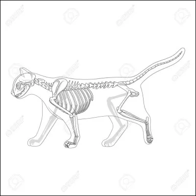 De combien d'os se compose le squelette du chat adulte ?