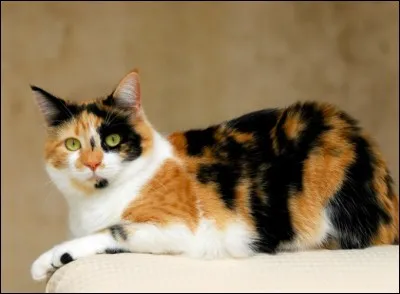 Est-ce qu'un mâle peut être de couleurs Isabelle ?