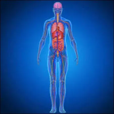 En anatomie, qu'est-ce que le rocher ?