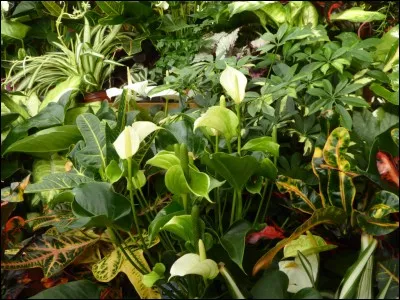 Feu a comme faiblesse :