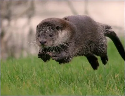 Cet animal participe aux JO, il s'est inscrit aux 100 mètres !