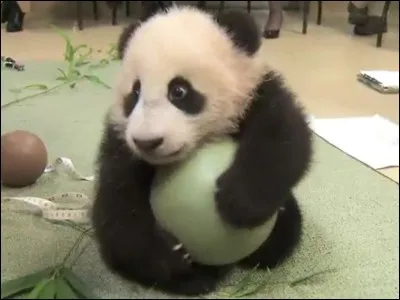 Ah, une bonne partie de foot, ça détend, même quand on s'appelle ...