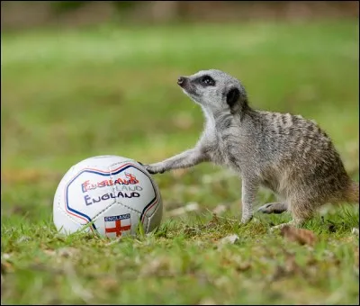 Il a eu le choix entre attaquant et gardien de buts !