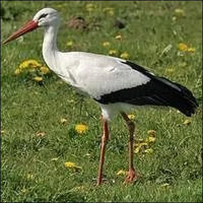 L'animal qui turlute est la cigogne.