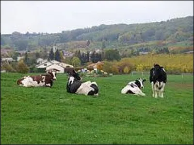 Nous sommes dans le Grand-Est, à Vigneulles. Village de l'arrondissement de Lunéville, il se situe dans le département ...