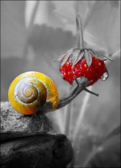 Complétez la citation de Patrick Sébastien : "Je ne mange des escargots de Bourgogne qu'en Bourgogne....
