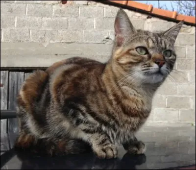 Comment s'appelle la chatte d'Obfiction et qu'elle âge a-t-elle ? (à l'époque où elle en a parlé bien sûr)