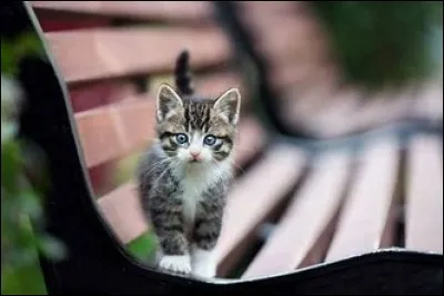 Pourquoi Sora dit-il qu'il n'aime pas les chats ?