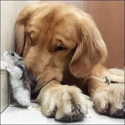 Quels animaux a Sora ?