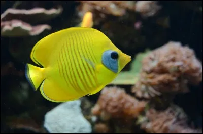 On fait le tarama, sp&eacute;cialit&eacute; grecque, &agrave; partir...