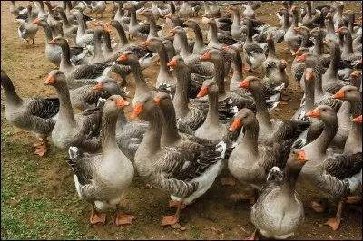 De quelle couleur sont g&eacute;n&eacute;ralement les oeufs d'oie ?