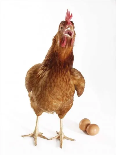 En moyenne, combien d'oeufs une jeune poule pond-elle par an ?