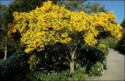 Parmi ces arbustes, lequel n'a pas de fleurs jaunes ?