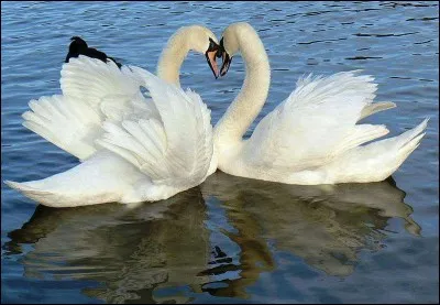 Comment dites-vous "cygne'' en anglais ?