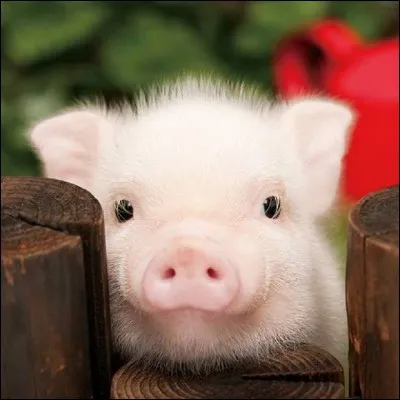 Comment dites-vous "cochon" en anglais ?