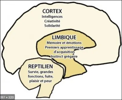 &Agrave; quel cerveau appartient cette maxime : la faim est mauvaise conseill&egrave;re ?