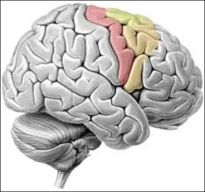 L'&eacute;paisseur du cortex est-elle mesurable ?