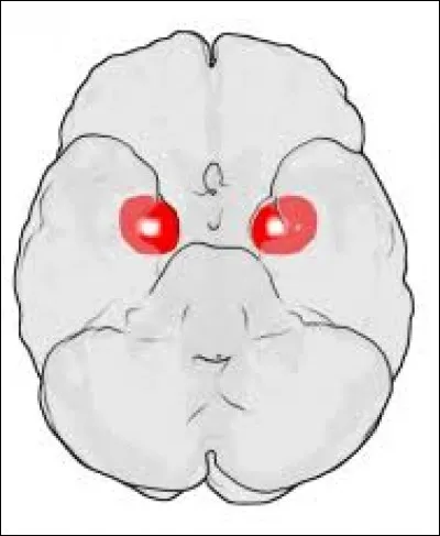 &Agrave; quelle structure du cerveau limbique fait appel la m&eacute;moire proc&eacute;durale ?