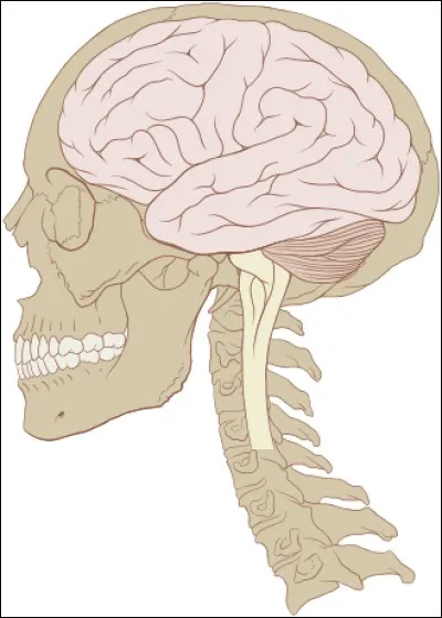 Le proc&eacute;d&eacute; de transmission de l'influx nerveux est-il &eacute;lectrique ou chimique ?
