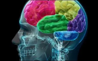 Par quel lieu transite nos connaissances ?