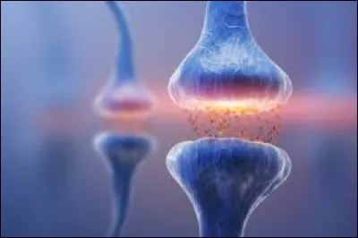 Comment nomme-t-on la zone de connexion entre deux neurones ?