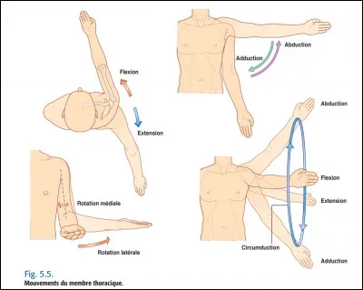 La limite de rotation d'un mouvement est de :