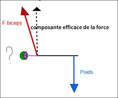 Vers où tend le vecteur de coaptation de la force ?
