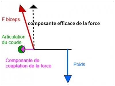 La composante efficace va dans le sens :