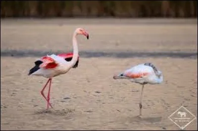 Une troupe de flamants roses est surnommée ...