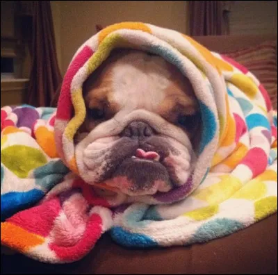 Choisis un animal qui t'attire :