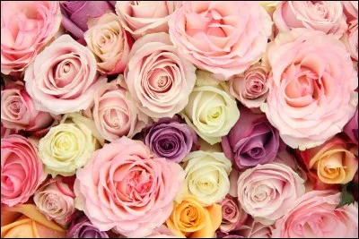 Quelle est la couleur de la rose, emblème de la maison d'York en Angleterre ?