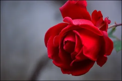 A quel écrivain doit-on le roman "Le Nom de la rose", publié en 1980 ?