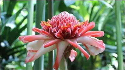 Quelle est cette rose, appelée "ginger torch" dans les pays anglo-saxons ?