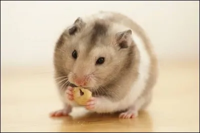 Le hamster a une espérance de vie de 7 ans.