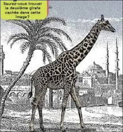Combien y a-t-il de girafes ?