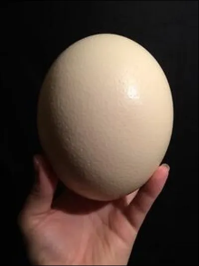 De quel animal vient l'uf d'oiseau le plus lourd sur notre planète ?