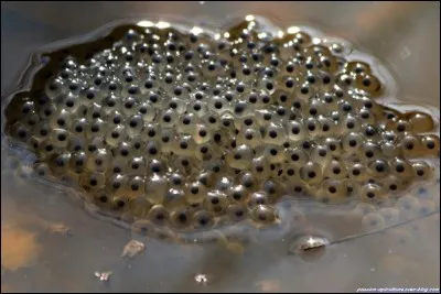 Ceux-ci ne sont pas bons à manger... mais une fois adultes leurs cuisses sont délicieuses.
De quel animal parle-t-on ?