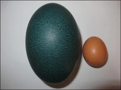 À droite... Oui, c'est un uf de poule.
De quel animal est l'uf présenté à gauche ?