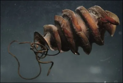 Oui oui ! C'est bien un uf. Quel animal a bien pu pondre ça ?