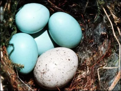 Quel oiseau utilise les nids d'autres espèces pour y pondre son uf ?