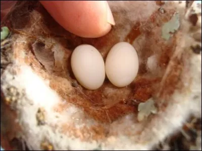 Voici les plus petits ufs d'oiseaux.
De quel animal sont-ils ?