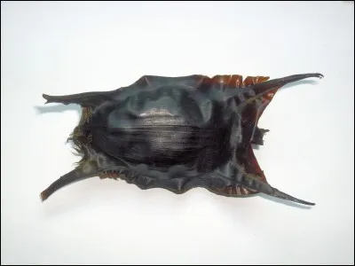 Oui c'est aussi un uf.
Mais quel animal a pondu ça ?