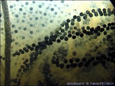 Si on regarde bien il y a deux formations d'ufs bien distinctes. À quelle espèce doit-on la formation d'uf en chapelet ?
