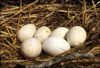 Ces ufs sont pondus dans des nids pouvant atteindre jusqu'à 1,70 m de diamètre mais jamais au sol. De quel échassier grand migrateur sagit-il ?