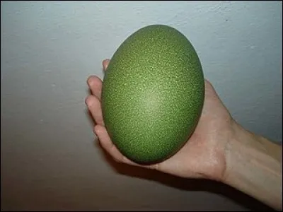 Le seul indice que je puisse vous donner c'est que la personne qui peut voler un uf à cet animal est soit fou soit complètement insouciant ! À quel animal appartient cet uf ?