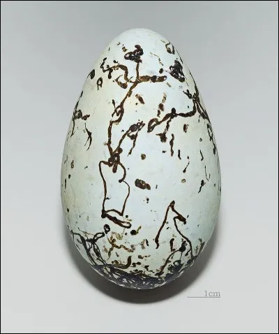 Ce très bel œuf est un des plus beaux. À quel oiseau le doit-on ?