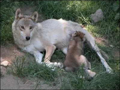 Les louveteaux, grâce au lait, peuvent grossirent jusqu'à :
