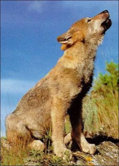 Les louveteaux savent hurler à partir de :